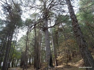 ppinazzu-25-10-2020 10